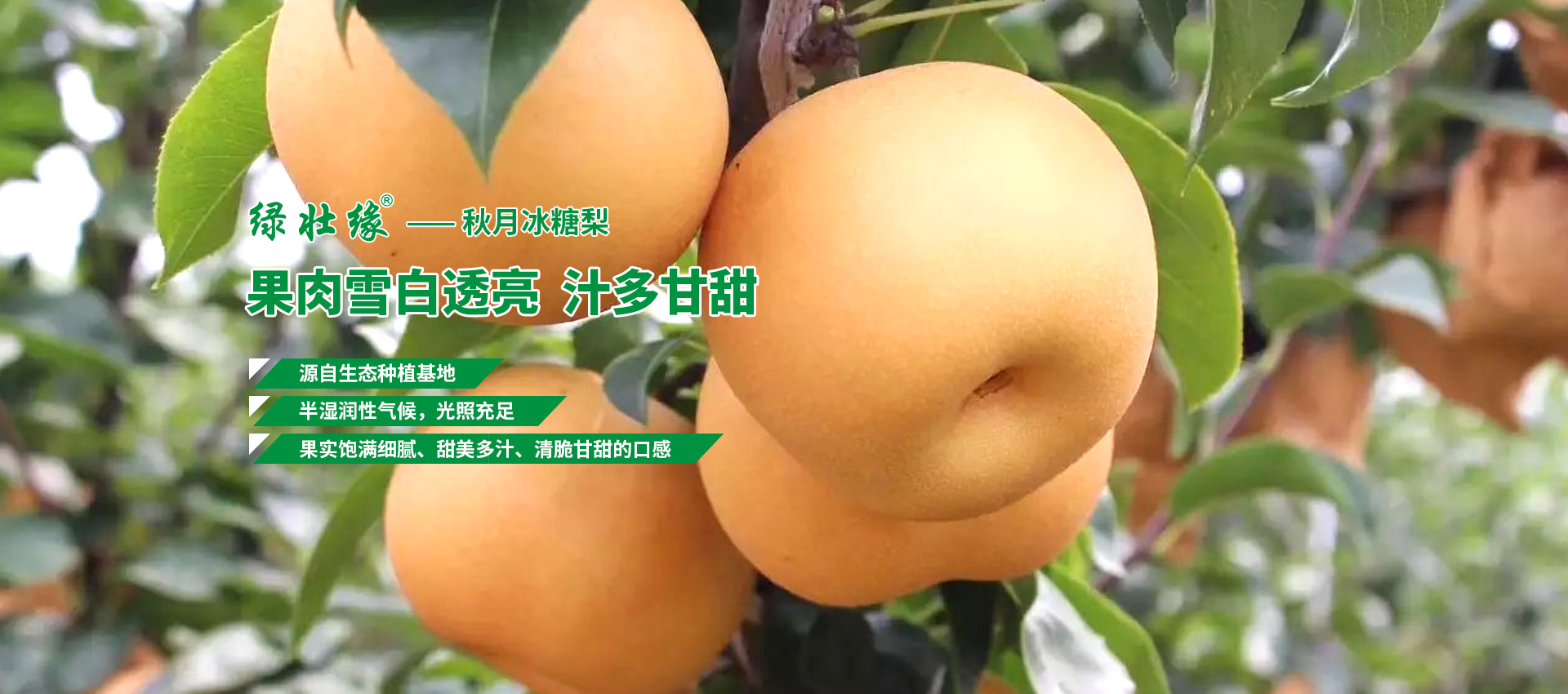 秋月梨基地、萊陽(yáng)秋月梨廠(chǎng)家、秋月梨批發(fā)商